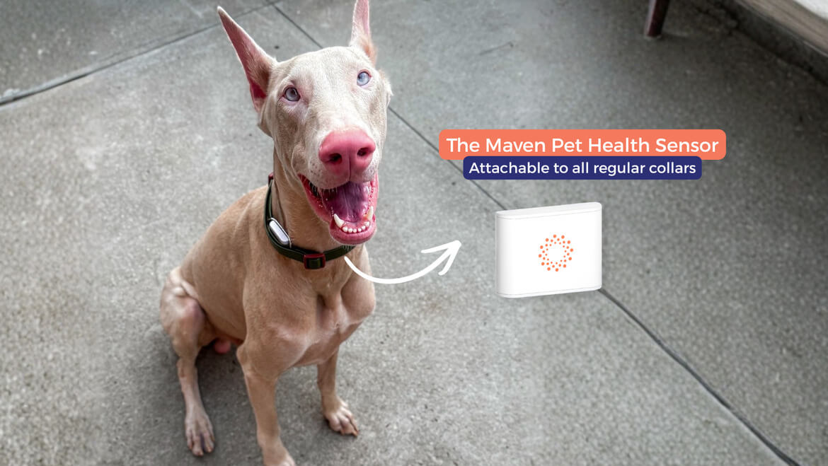 A dog with arthritis resting comfortably, wearing the Maven Pet sensor that tracks daily activity to monitor mobility over time