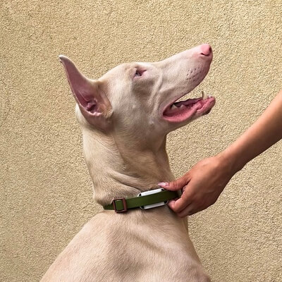 A dog at rest wearing the Maven Pet sensor